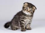 Black tiger Ilosse tabby scottish fold boy - Scottish Fold Cat For Sale - CA&comma; US