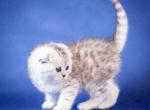 Bella Snow bars scottish fold silver tabby girl - Scottish Fold Cat For Sale - CA&comma; US