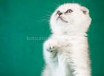 Daniel snow bars scottish fold silver baby boy - Scottish Fold Cat For Sale - CA&comma; US