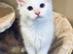 Caesar - Ragdoll Cat For Sale - Saint Clair&comma; MI&comma; US