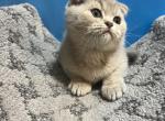 Mila - Scottish Fold Cat For Sale - Renton&comma; WA&comma; US