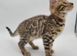 Sweet little boy - Bengal Cat For Sale - Christmas&comma; FL&comma; US