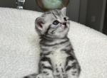 Felix - British Shorthair Cat For Sale - Battle Ground&comma; WA&comma; US