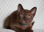 Vinson - Burmese Cat For Sale - Pembroke Pines&comma; FL&comma; US