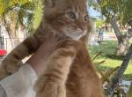 Apricot - Maine Coon Cat For Sale - Hollywood&comma; FL&comma; US