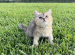 Nemo - British Shorthair Cat For Sale - Jacksonville&comma; FL&comma; US