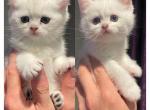 2 Scottish straight kittens - Scottish Straight Cat For Sale - Huntington&comma; NY&comma; US