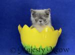 Arun - Exotic Cat For Sale - Yucca Valley&comma; CA&comma; US