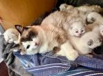 Yennsrags - Ragdoll Kitten For Sale - Jeannette&comma; PA&comma; US