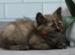 Zemfira of RomanovCats - Siberian Cat For Sale - Ashburn&comma; VA&comma; US