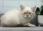 Uggo of RomanovCats - Siberian Cat For Sale - Ashburn&comma; VA&comma; US