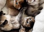 fluffies - Scottish Fold Cat For Sale - Orlando&comma; FL&comma; US