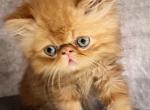 Gilbert - Persian Cat For Sale - Houston&comma; TX&comma; US