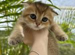 Ginger - Scottish Fold Cat For Sale - Orlando&comma; FL&comma; US
