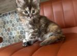 Layla - Maine Coon Cat For Sale - Westfield&comma; MA&comma; US