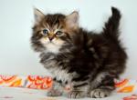 Nixon - Siberian Cat For Sale - Norwalk&comma; CT&comma; US
