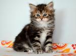 Nicole - Siberian Cat For Sale - Norwalk&comma; CT&comma; US