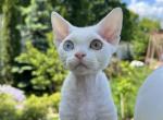 Zephyr - Devon Rex Cat For Sale - Norwalk&comma; CT&comma; US