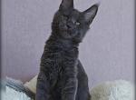 Christopher - Maine Coon Cat For Sale - Hollywood&comma; FL&comma; US