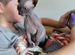 Usman - Sphynx Cat For Sale - Rockford&comma; IL&comma; US