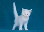 lucky - Maine Coon Cat For Sale - Brooklyn&comma; NY&comma; US