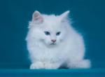 Caesar - Maine Coon Cat For Sale - Brooklyn&comma; NY&comma; US