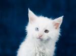 Cliff - Maine Coon Cat For Sale - Brooklyn&comma; NY&comma; US