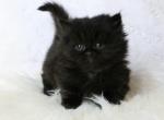 Munchkin female kitten's - Munchkin Cat For Sale - Iva&comma; SC&comma; US