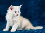 Barry - Maine Coon Cat For Sale - Brooklyn&comma; NY&comma; US