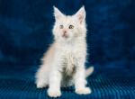 Buddy - Maine Coon Cat For Sale - Brooklyn&comma; NY&comma; US