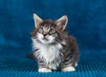 Bruno - Maine Coon Cat For Sale - Brooklyn&comma; NY&comma; US