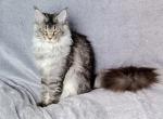 Naoni - Maine Coon Cat For Sale - Brooklyn&comma; NY&comma; US