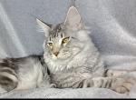 Norton - Maine Coon Cat For Sale - Brooklyn&comma; NY&comma; US