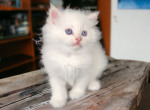 Pooh - Ragdoll Cat For Sale - Neosho&comma; MO&comma; US