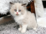 Bambi - Ragdoll Cat For Sale - Neosho&comma; MO&comma; US