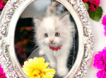 Violet - Ragdoll Cat For Sale - Neosho&comma; MO&comma; US