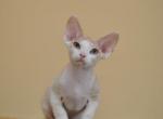 Vintage - Devon Rex Cat For Sale - Norwalk&comma; CT&comma; US