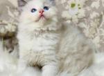 Selena - Ragdoll Cat For Sale - Miami&comma; FL&comma; US