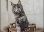 Daniella - Maine Coon Cat For Sale - Miami&comma; FL&comma; US