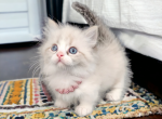 Faline - Munchkin Cat For Sale - Neosho&comma; MO&comma; US