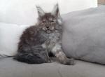 Alisa - Maine Coon Cat For Sale - Miami&comma; FL&comma; US