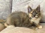 Felisa - Maine Coon Cat For Sale - Miami&comma; FL&comma; US