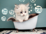 Thumper - Munchkin Cat For Sale - Neosho&comma; MO&comma; US