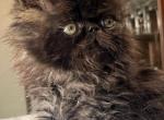 Gosht - Persian Cat For Sale - Houston&comma; TX&comma; US