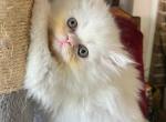 Ginger - Persian Cat For Sale - Houston&comma; TX&comma; US