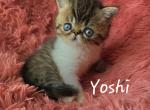 Yoshi - Exotic Cat For Sale - Lemont&comma; IL&comma; US
