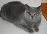 Lexi - British Shorthair Cat For Sale - FL&comma; US