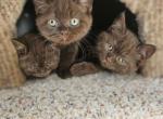 Gucci - British Shorthair Cat For Sale - Grand Rapids&comma; MI&comma; US