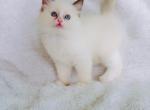 Alexis - Ragdoll Cat For Sale - Los Angeles&comma; CA&comma; US