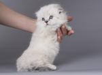 Julienne - Munchkin Cat For Sale - Pembroke Pines&comma; FL&comma; US